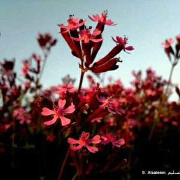 Silene armeria Flower