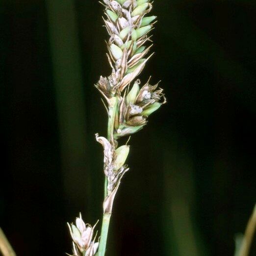 Carex buxbaumii 花