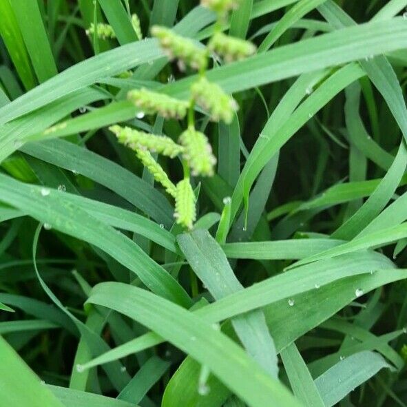 Echinochloa colonum Kukka