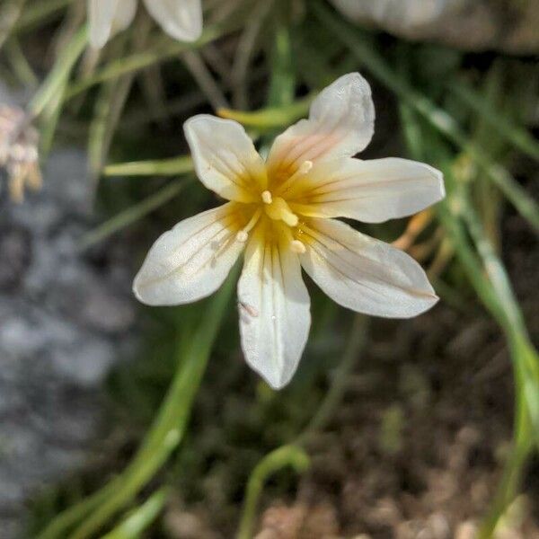 Gagea serotina Flower