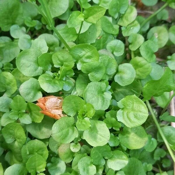 Arabidopsis halleri Blatt