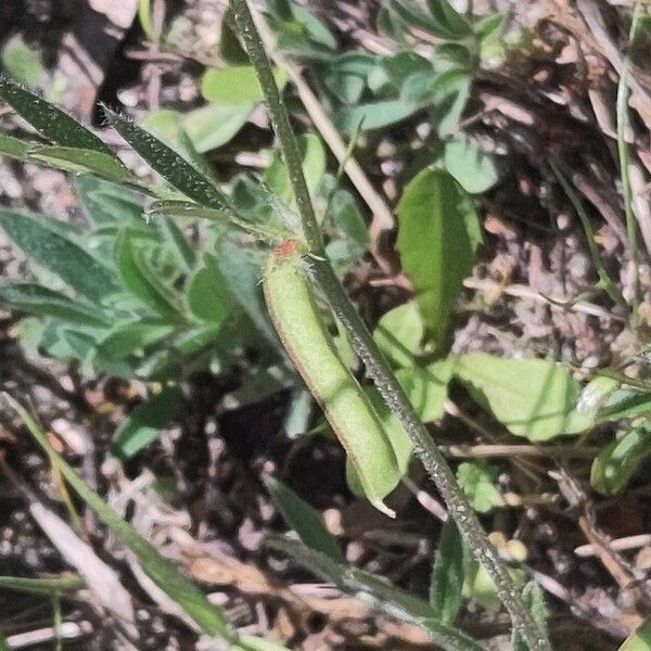 Vicia lathyroides Fruto