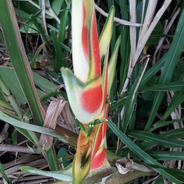 Heliconia wagneriana Bloem