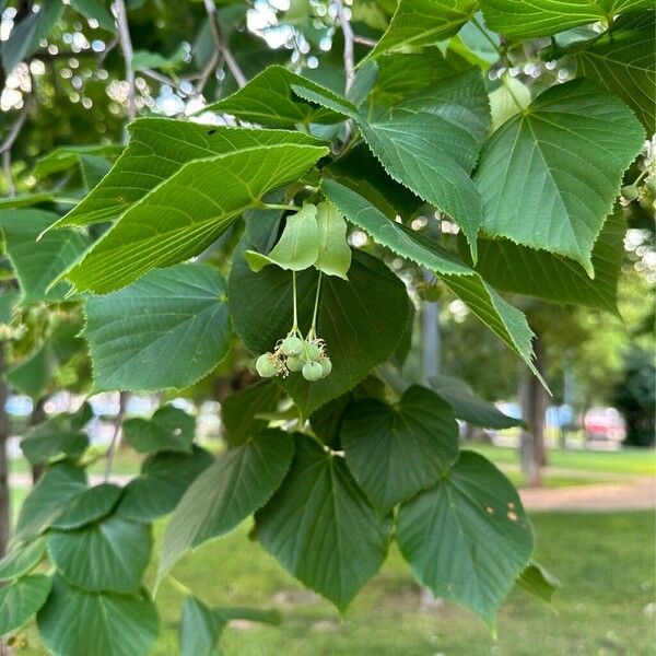 Tilia americana Froito