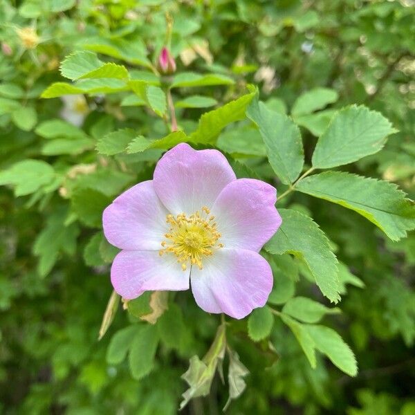 Rosa woodsii Flower