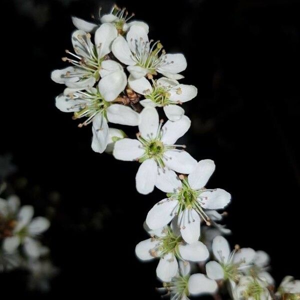 Prunus spinosa Квітка