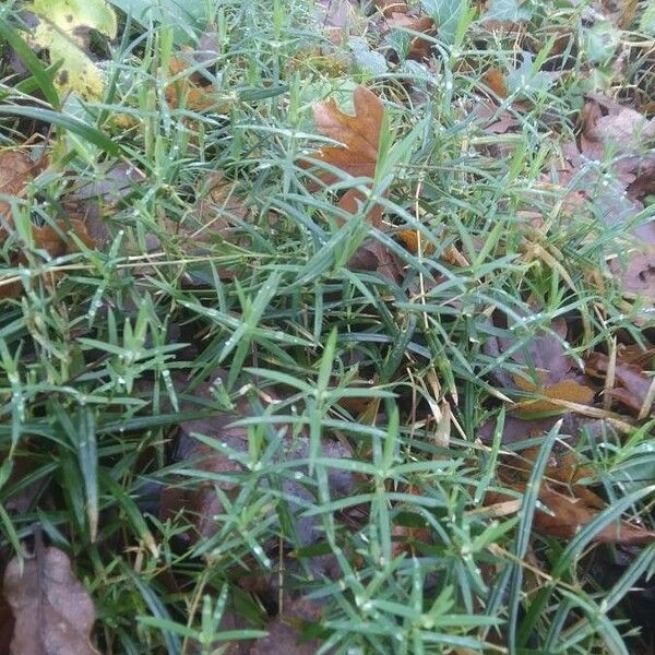 Stellaria holostea Blad