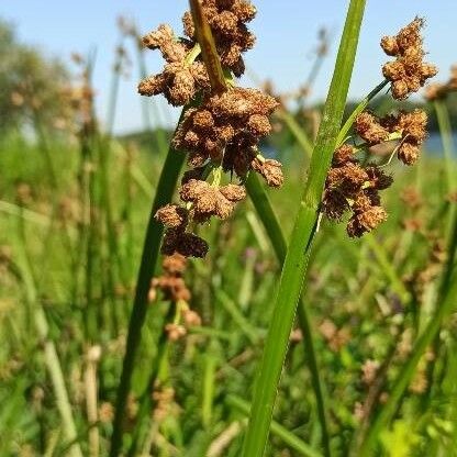 Schoenoplectus triqueter Květ