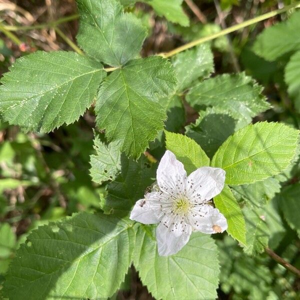 Rubus pruinosus Virág