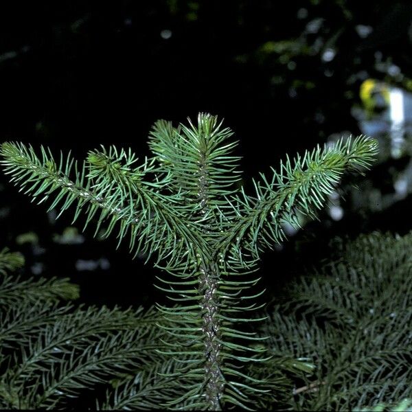 Araucaria nemorosa ᱪᱷᱟᱹᱞᱤ