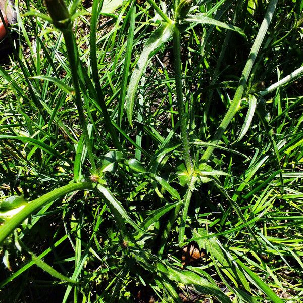 Cichorium intybus Folha