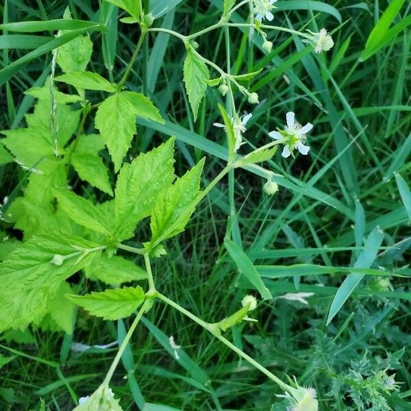 Geum laciniatum Folha