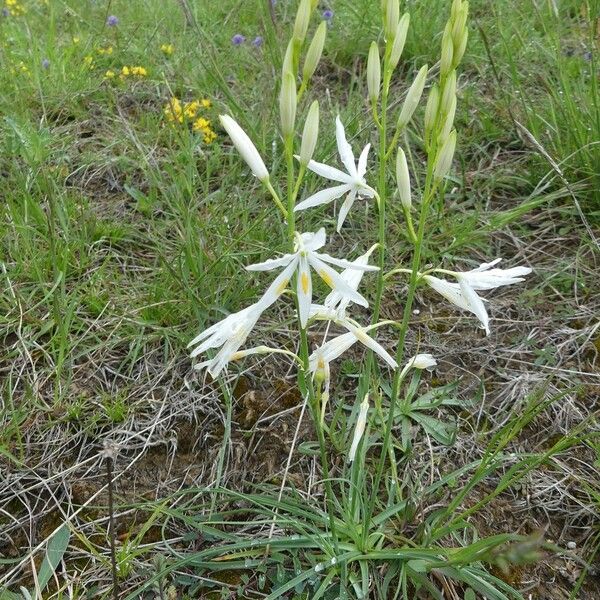 Anthericum liliago Annet