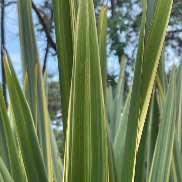 Phormium tenax Foglia