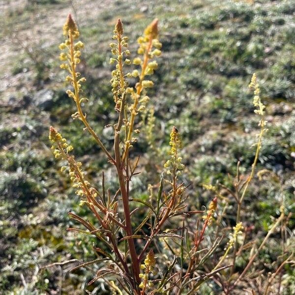 Reseda stricta পাতা