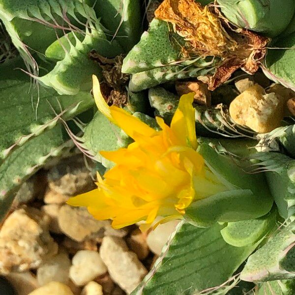 Faucaria tigrina Habitus