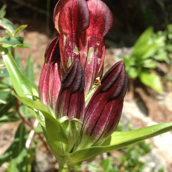 Gentiana purpurea Blüte