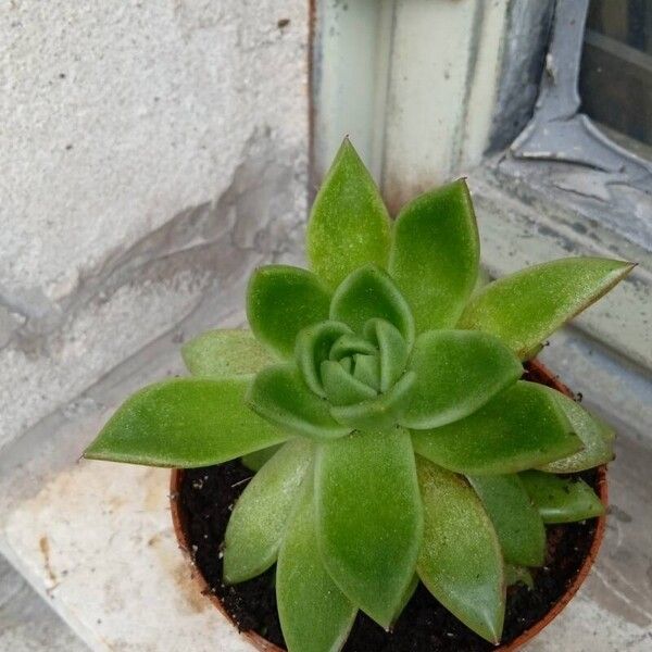 Echeveria agavoides Leaf