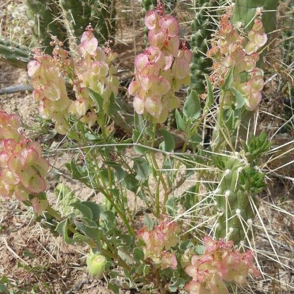 Rumex vesicarius Květ