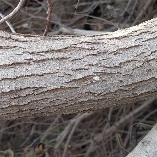 Acacia retinodes Bark