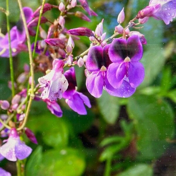 Lablab purpureus Цветок