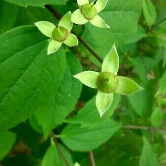 Philadelphus coronarius Frugt