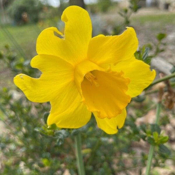 Narcissus jonquilla Žiedas