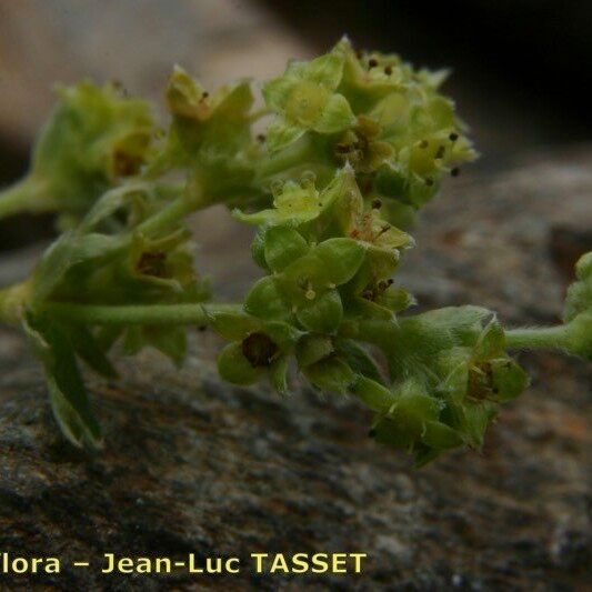 Alchemilla saxatilis Квітка