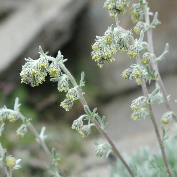 Artemisia umbelliformis Flower