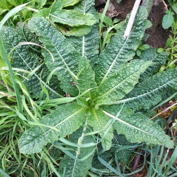 Dipsacus sativus Foglia