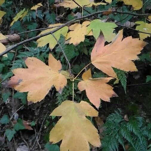 Torminalis glaberrima Leaf