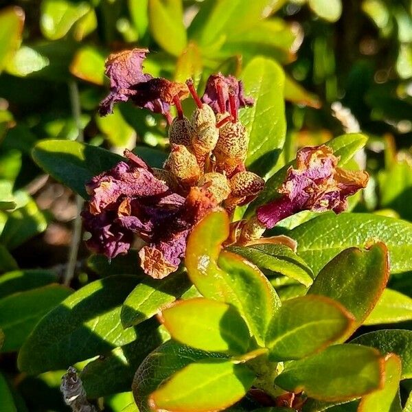 Rhododendron ferrugineum Плід