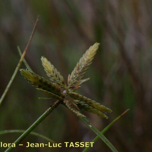 Cyperus flavescens Fiore