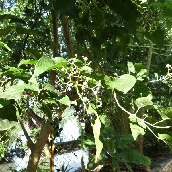 Premna serratifolia Frukto