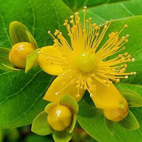 Hypericum × inodorum Blüte