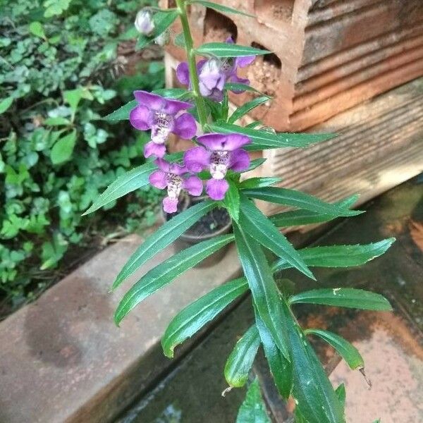 Angelonia biflora ᱵᱟᱦᱟ