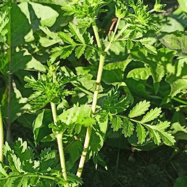 Potentilla supina Leaf