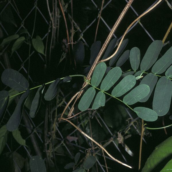 Entada polystachya Leaf