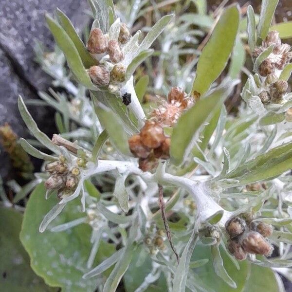 Gnaphalium uliginosum Blomst