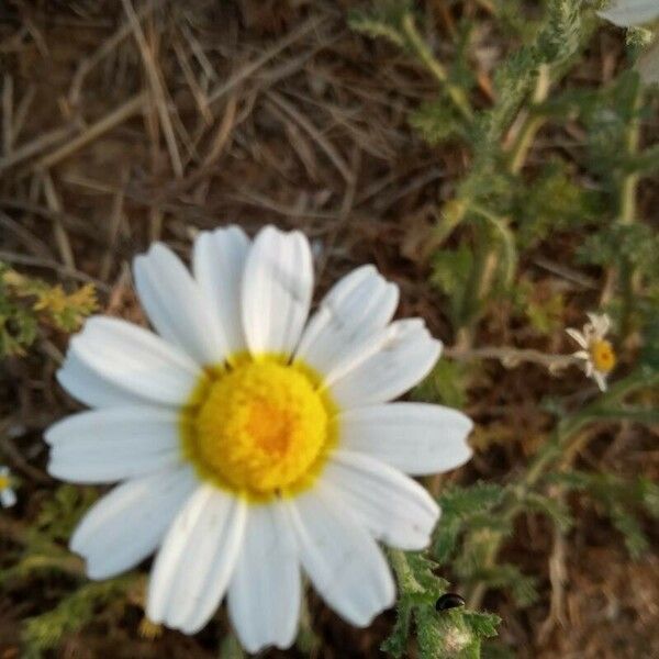 Anacyclus clavatus Blüte