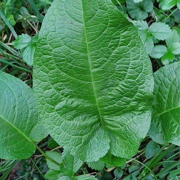 Rumex obtusifolius Foglia