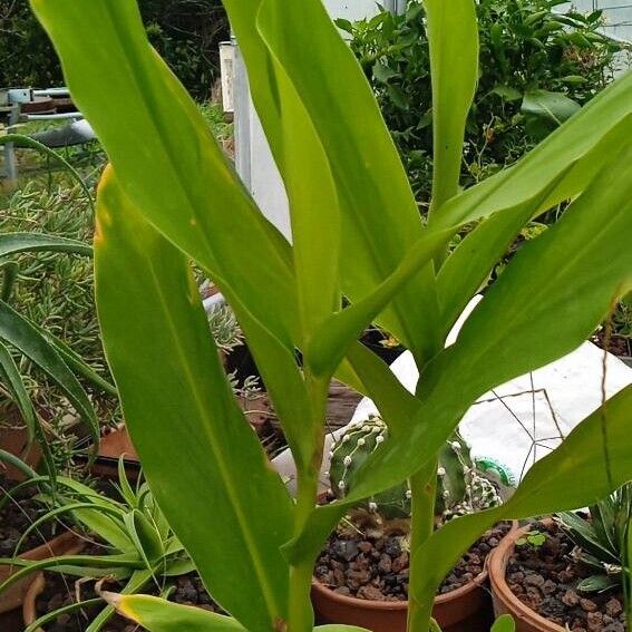 Hedychium coronarium Leaf