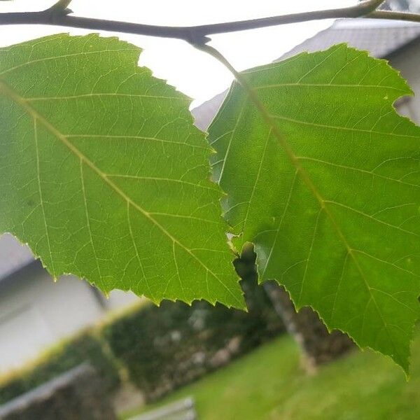 Betula nigra Folha