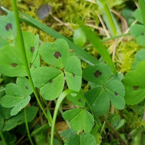 Medicago arabica Φύλλο