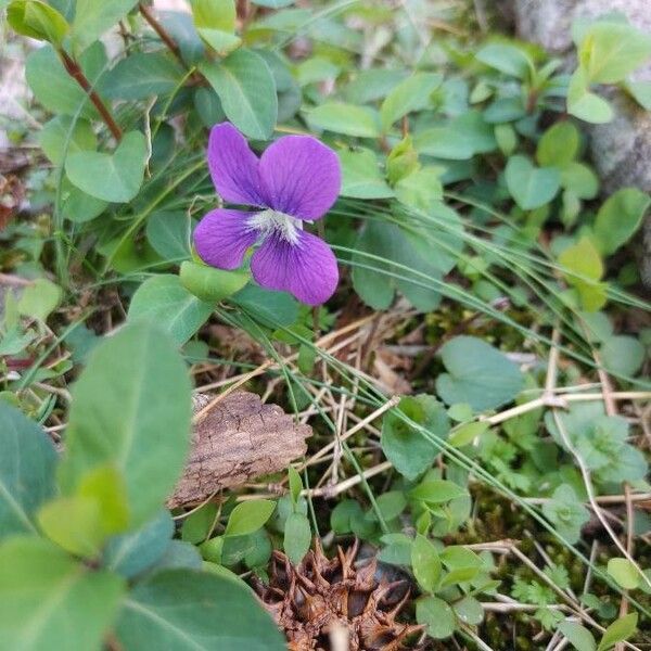 Viola adunca Flor