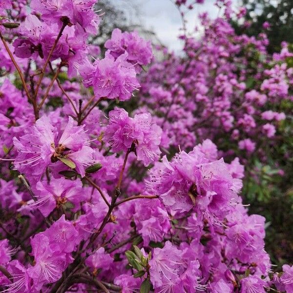 Rhododendron dauricum Fleur