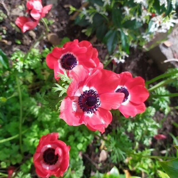 Anemone coronaria Žiedas