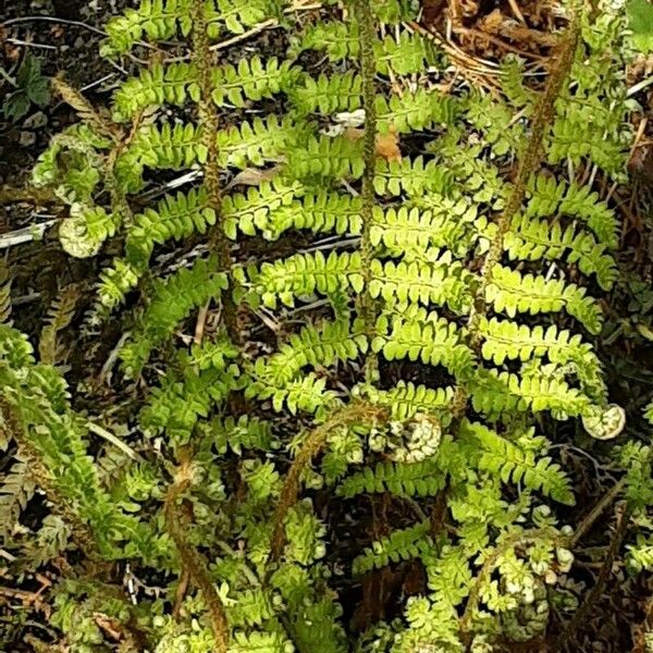 Polystichum braunii Лист