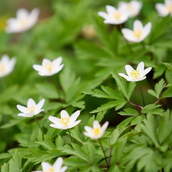 Anemone nemorosa ᱵᱟᱦᱟ