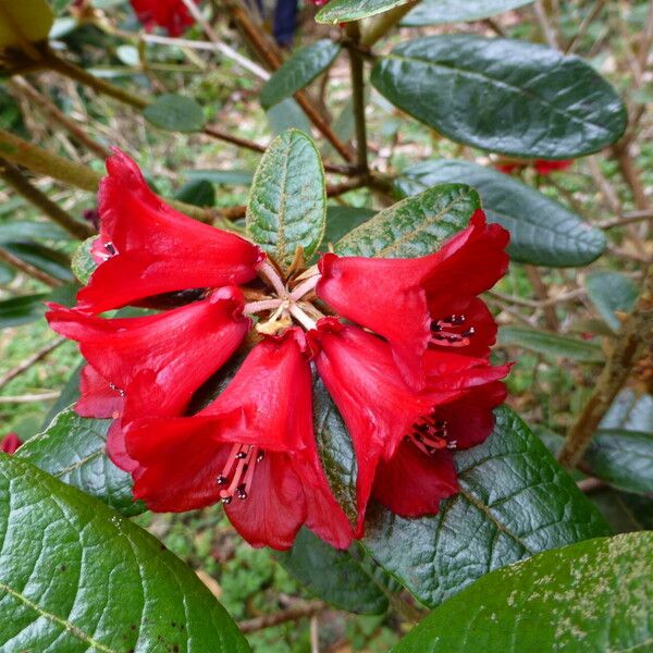 Rhododendron piercei Flower